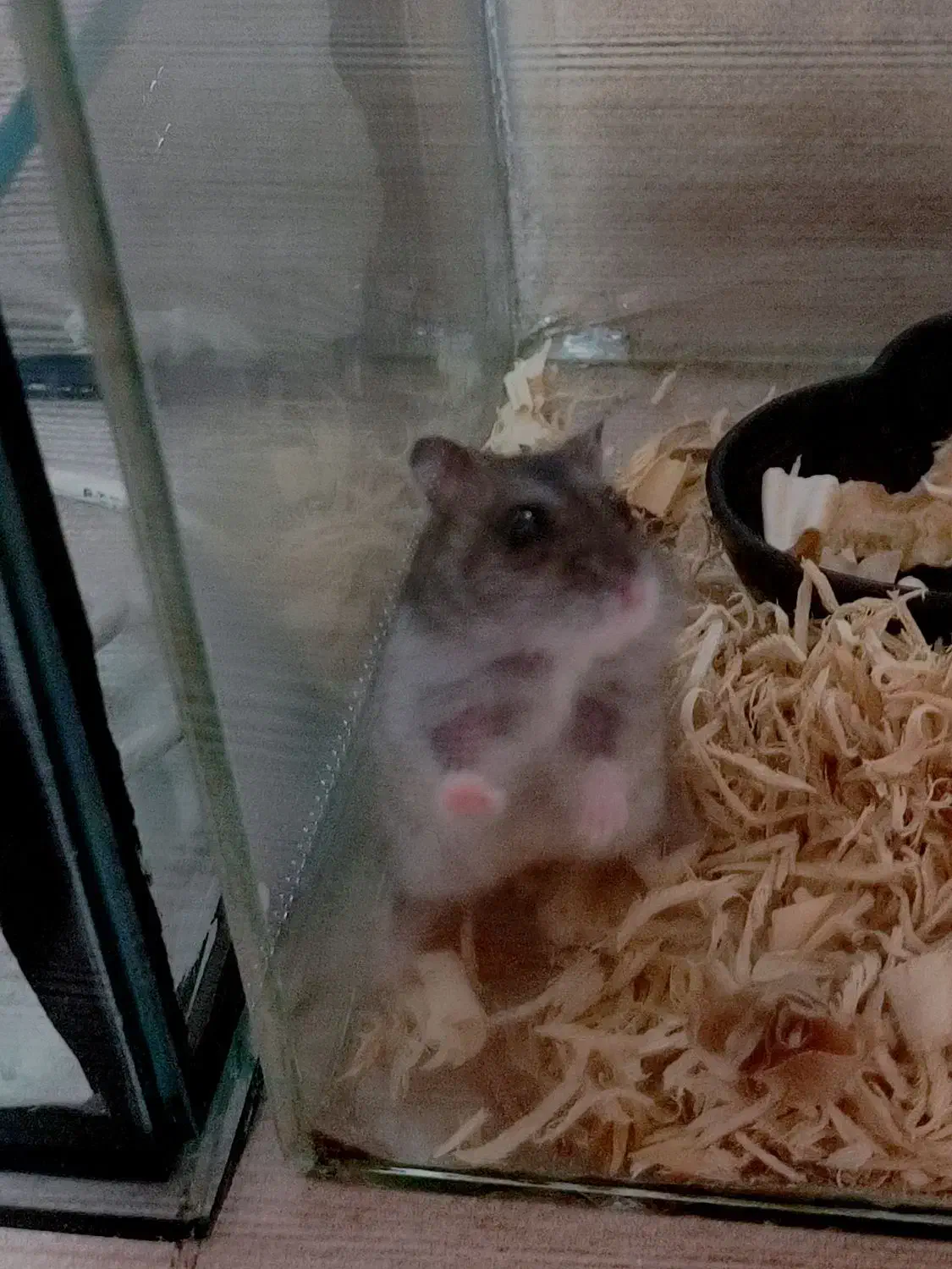 ۲ عدد همستر مینیاتوری نرو ماده|موش و خرگوش|رشت, دیانتی|دیوار