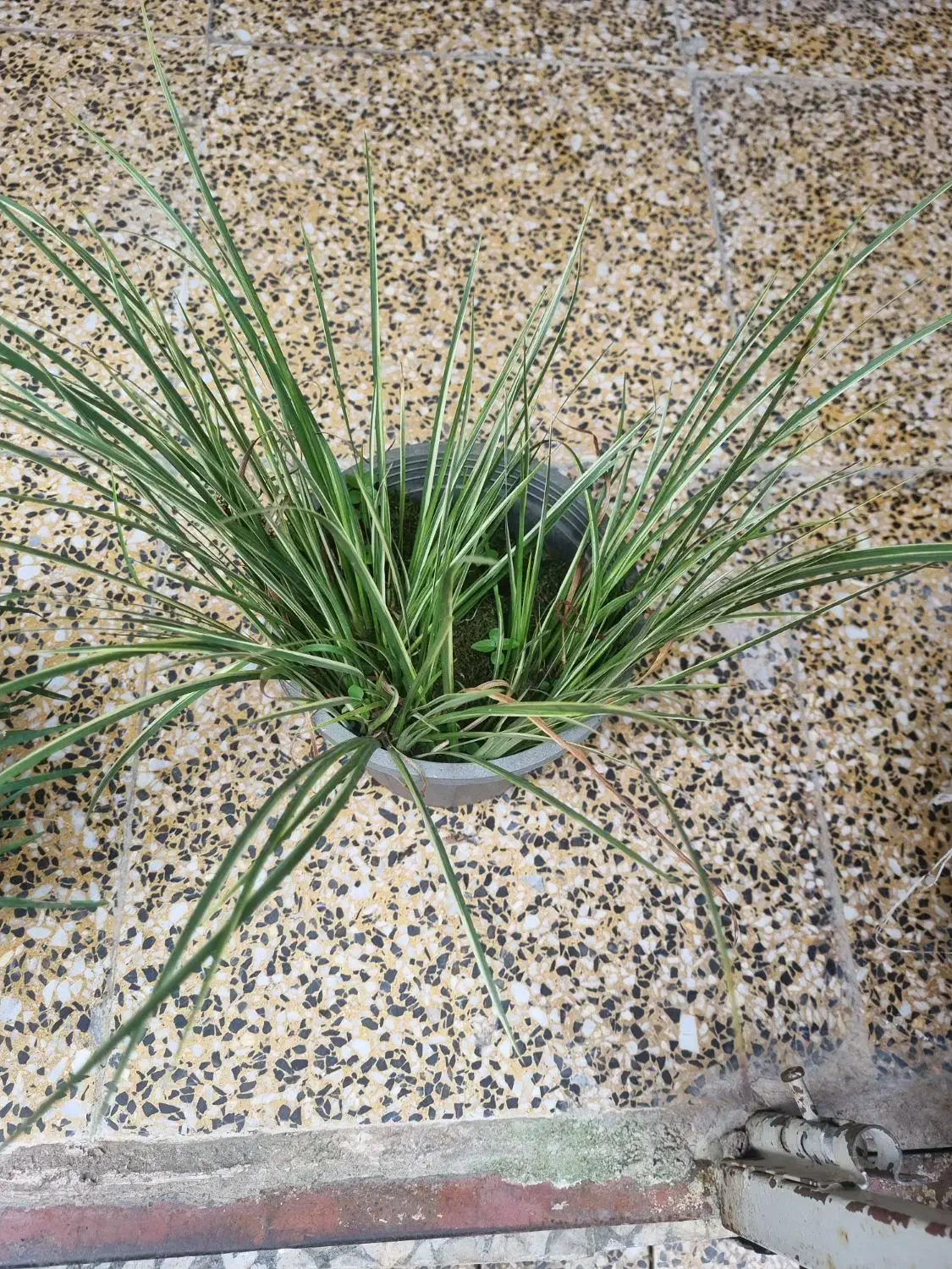 آگروس طلایی و سبز به همراه یال اسبی|گل و گیاه طبیعی|لنگرود, |دیوار