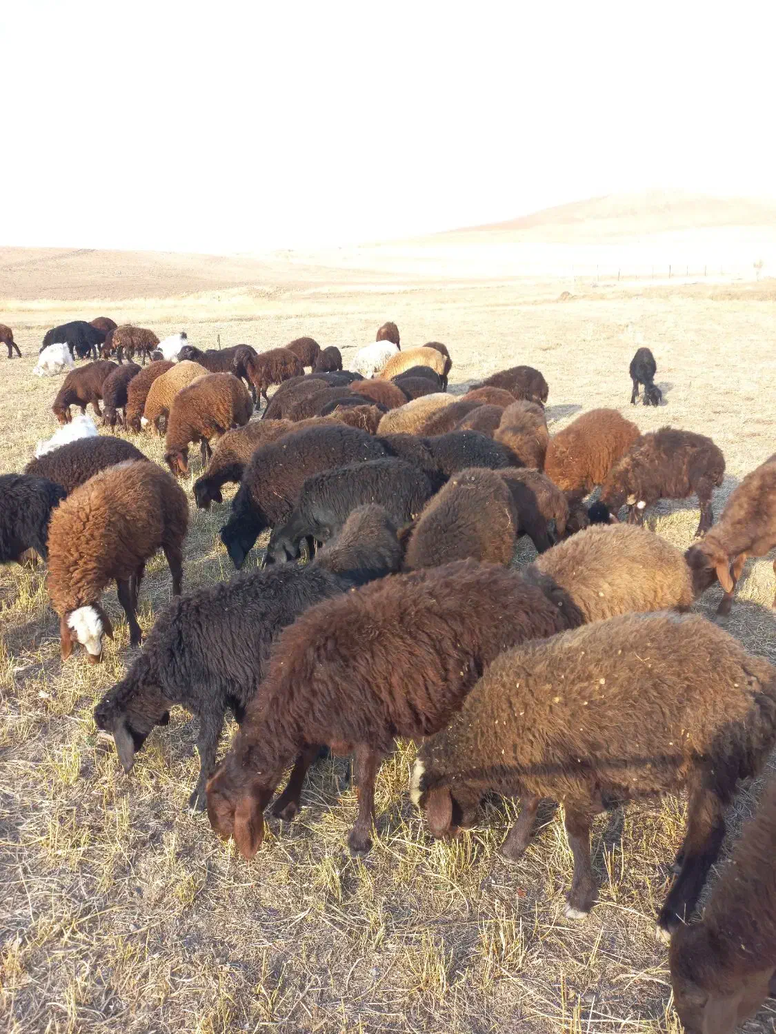 فروش بره|حیوانات مزرعه|هریس, |دیوار