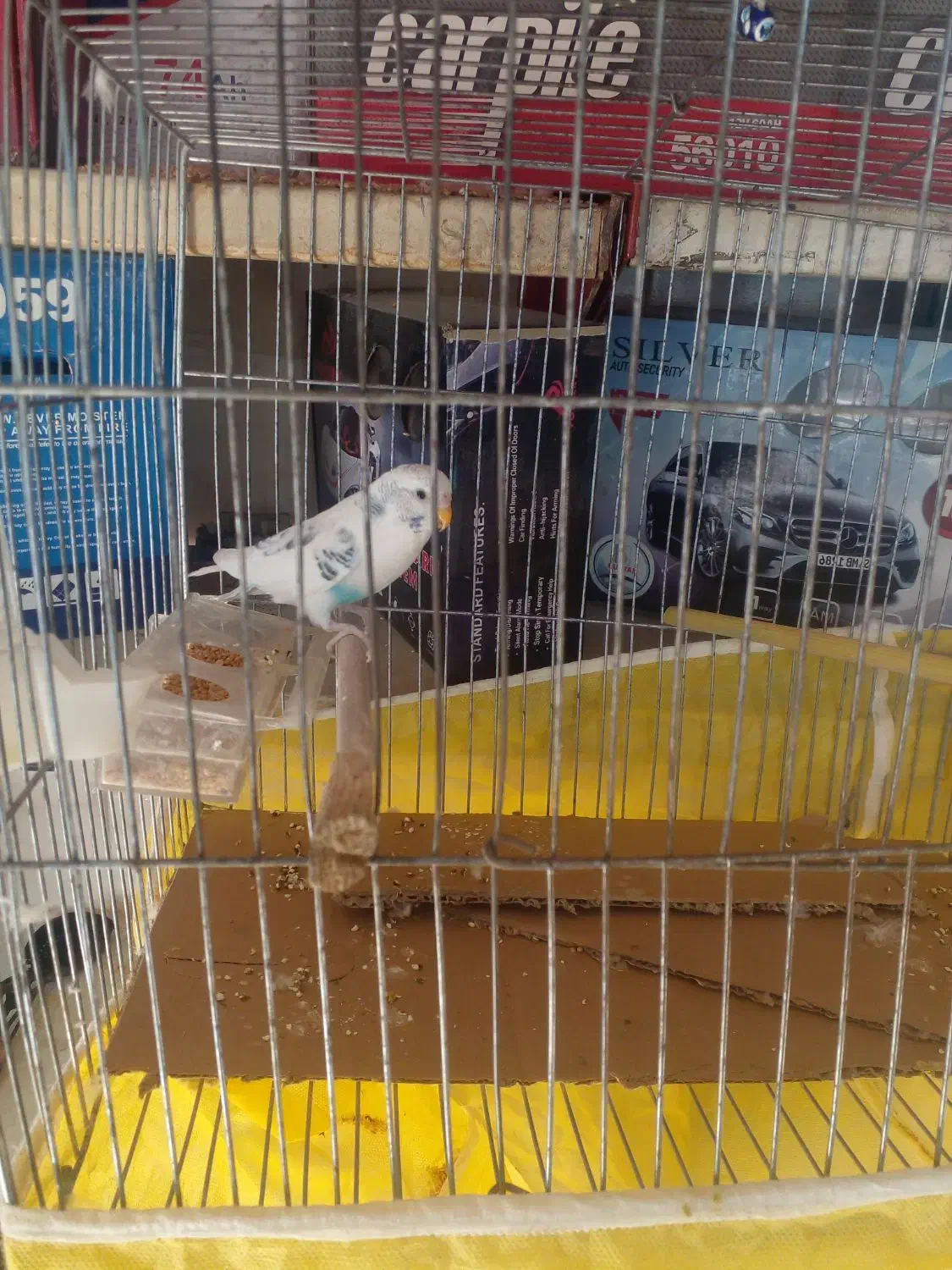 طوطی عروس ومرغ عشق|پرنده|قزوین, |دیوار