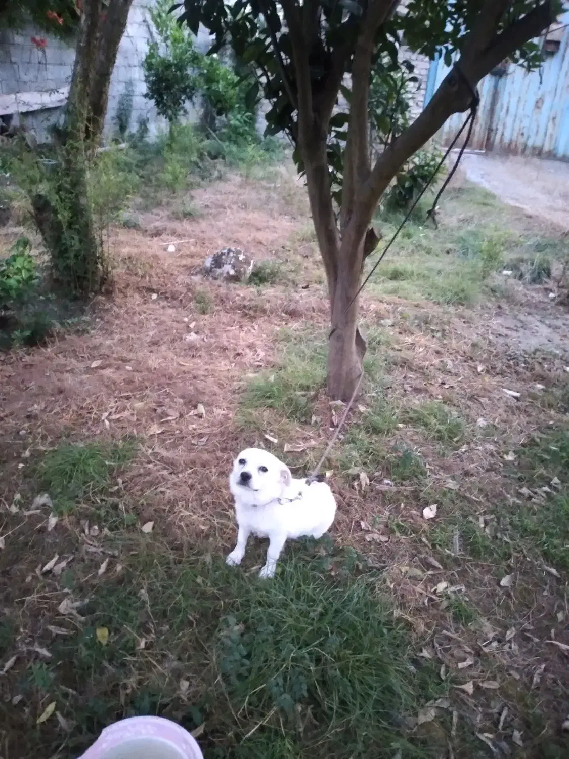 سگ پاکوتاه|سگ|جویبار, |دیوار