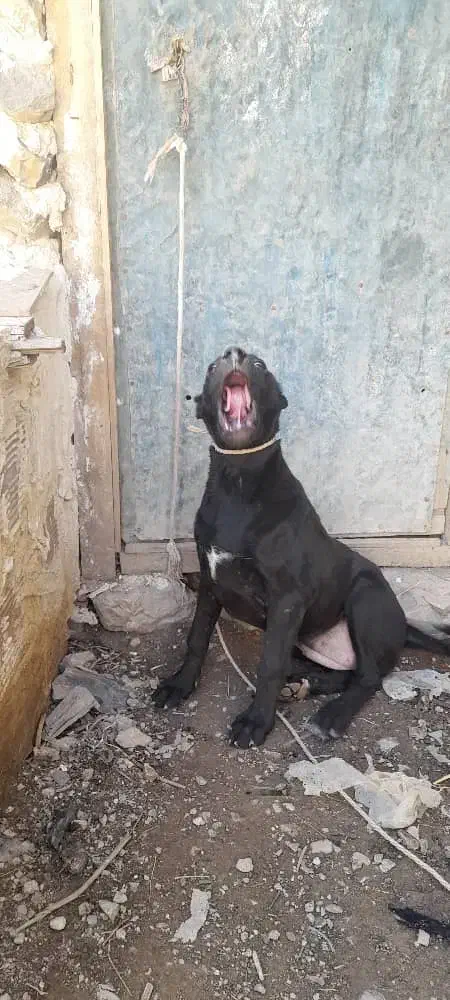 توله سه ماهه پیتبول|سگ|مریوان, |دیوار