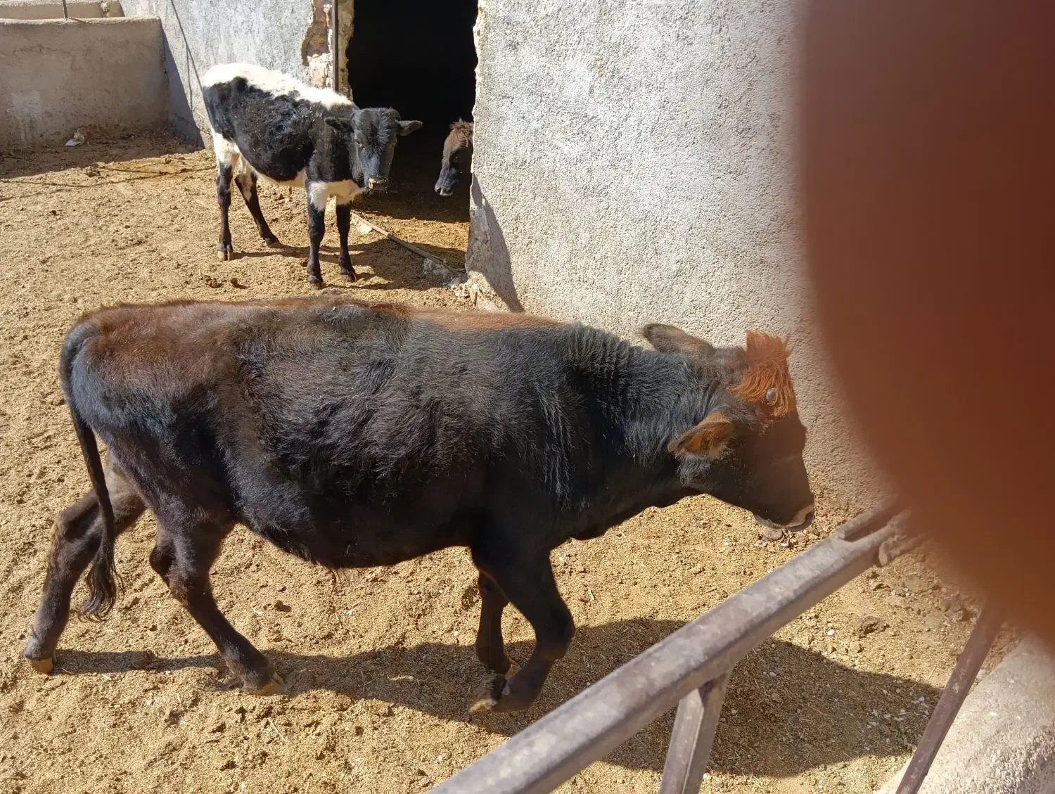 گوساله محلی برای پروار درجه یک|حیوانات مزرعه|کوهدشت, |دیوار