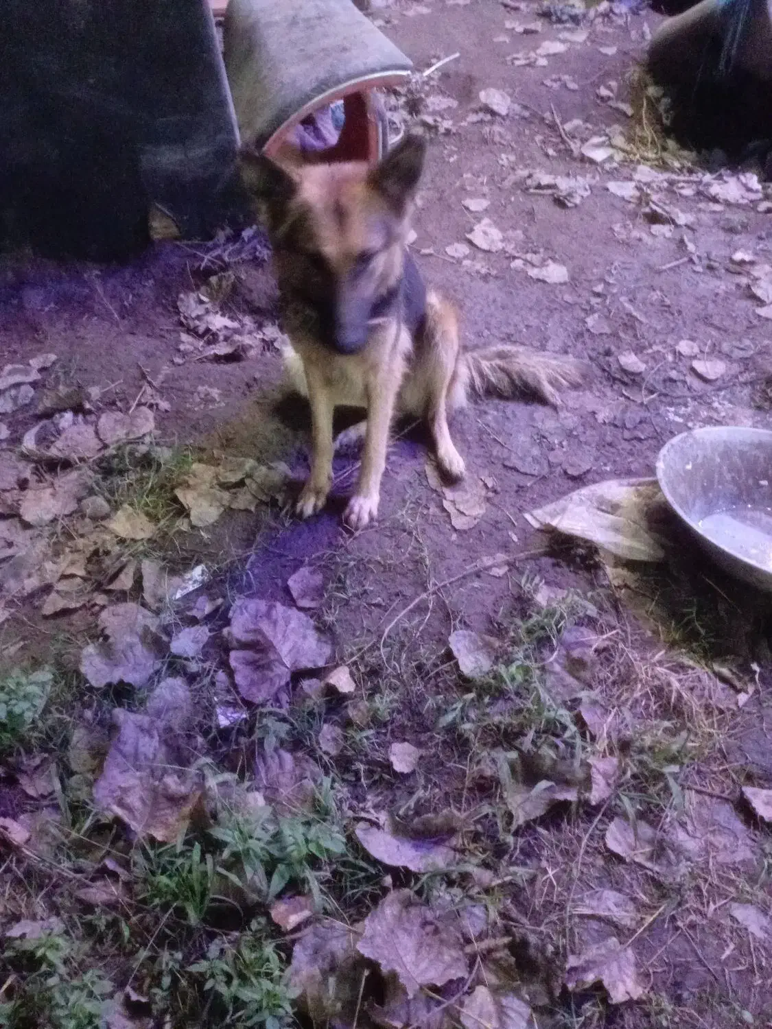 واگذاری|سگ|آستانه اشرفیه, |دیوار