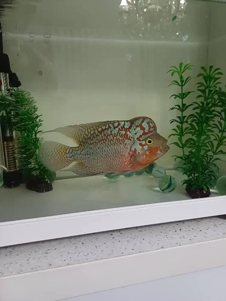 ماهی فلاور کامفا مولتی کالر|ماهی|کرج, گوهردشت|دیوار