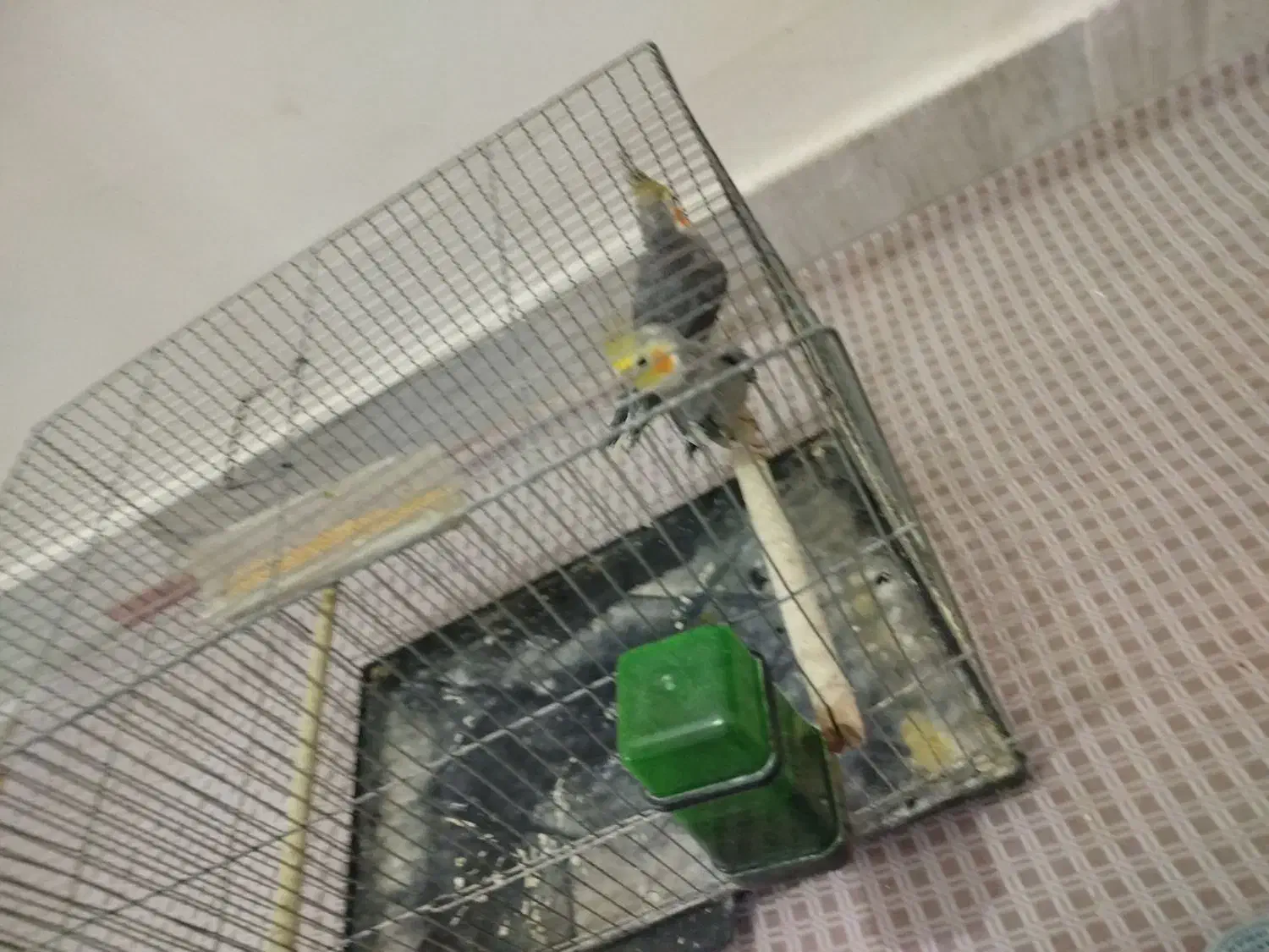 عروس هلندی نر|پرنده|قم, شهرک امام حسن|دیوار