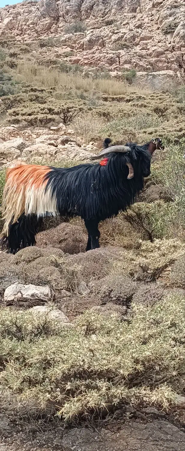 بعده دورون فروشی|حیوانات مزرعه|اردل, |دیوار