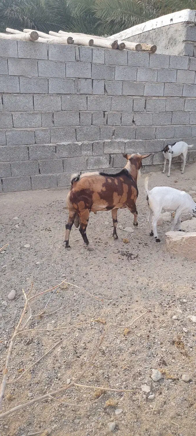 نر بز نژاد بچی|حیوانات مزرعه|فین, |دیوار