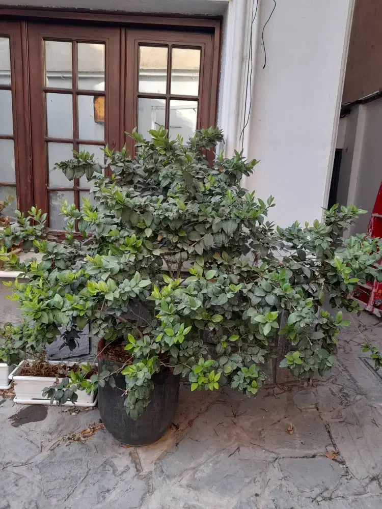 یاس هلندی، کاج ۷ ساله در گلدانهای سرامیک و شمعدانی|گل و گیاه طبیعی|لواسان, |دیوار