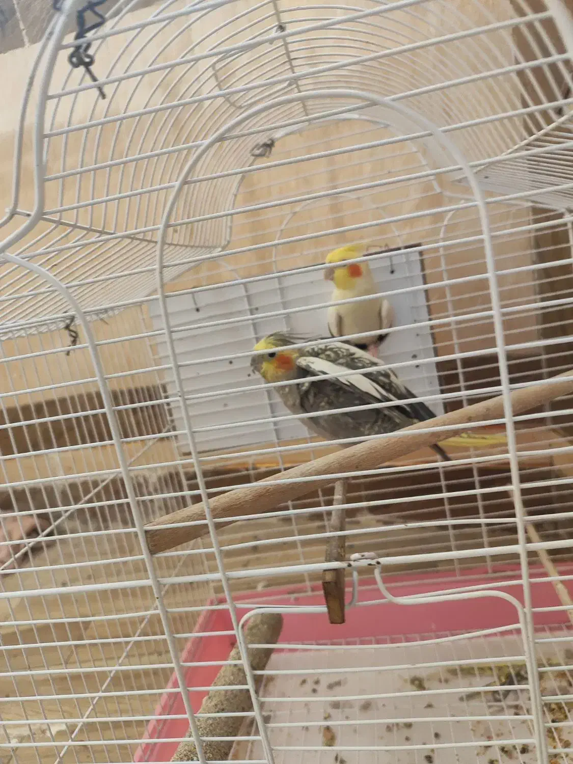 عروس هلندی|پرنده|ایرانشهر, |دیوار