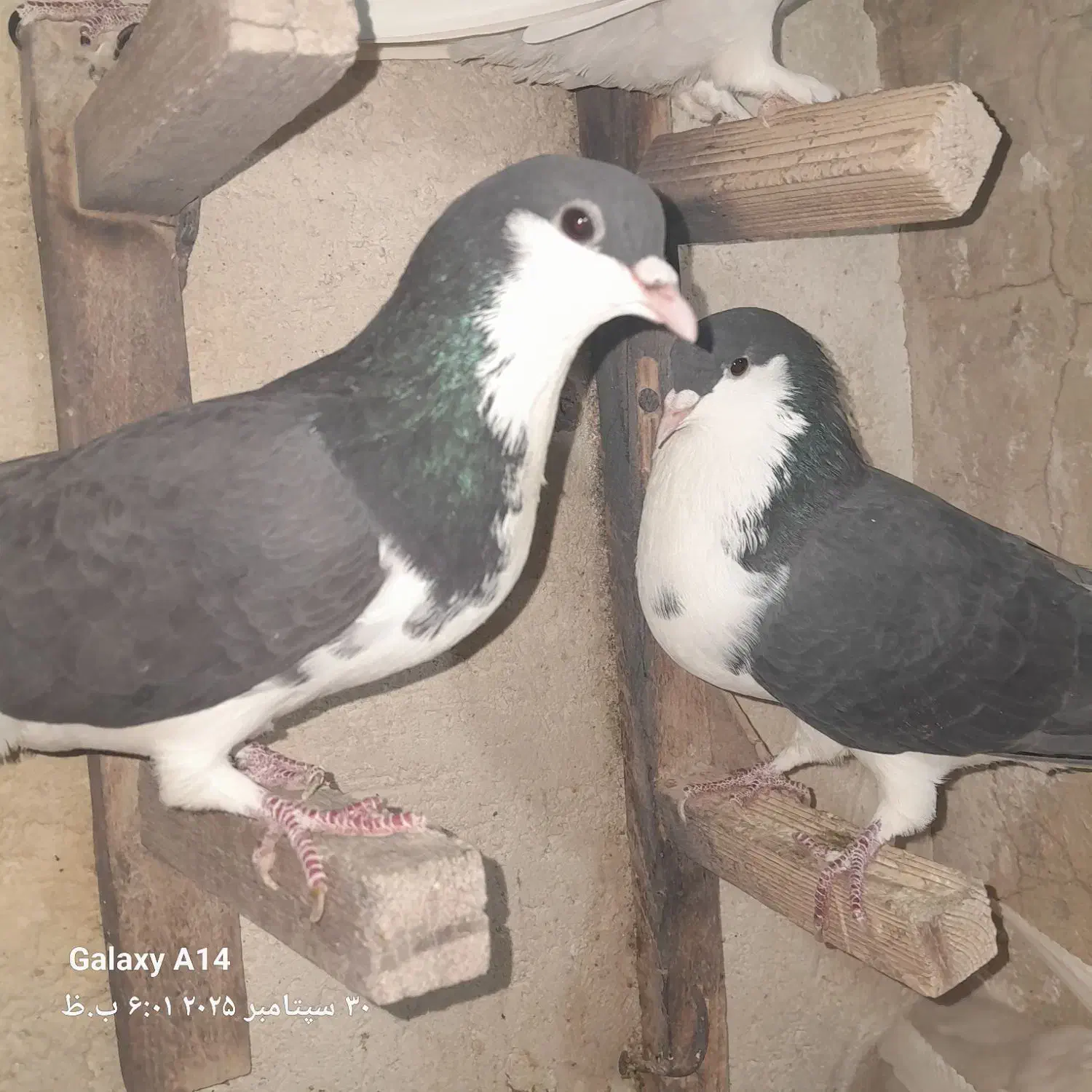 سه تا ماده شهری|پرنده|شیراز, شریف‌آباد|دیوار