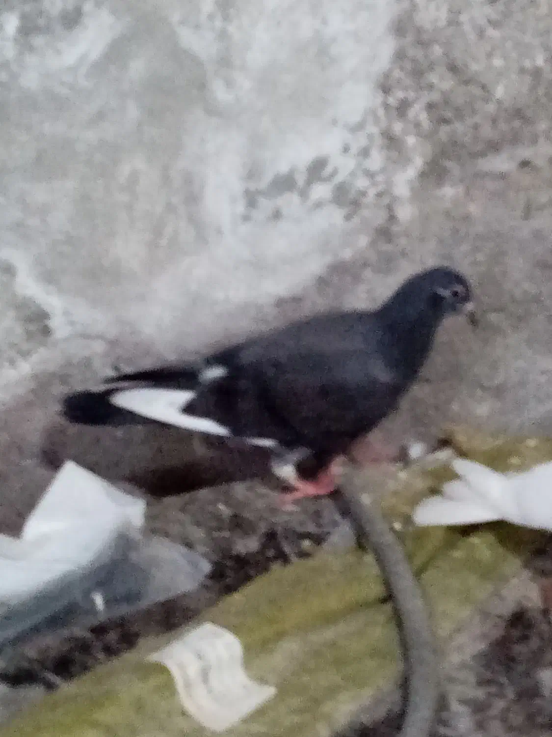 کبوتر|حیوانات|نیشابور, خط کاشمر|دیوار