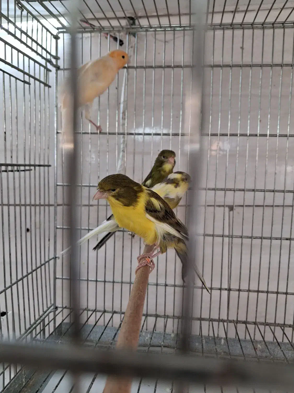 قناری رسمی|پرنده|تهران, مجیدآباد|دیوار