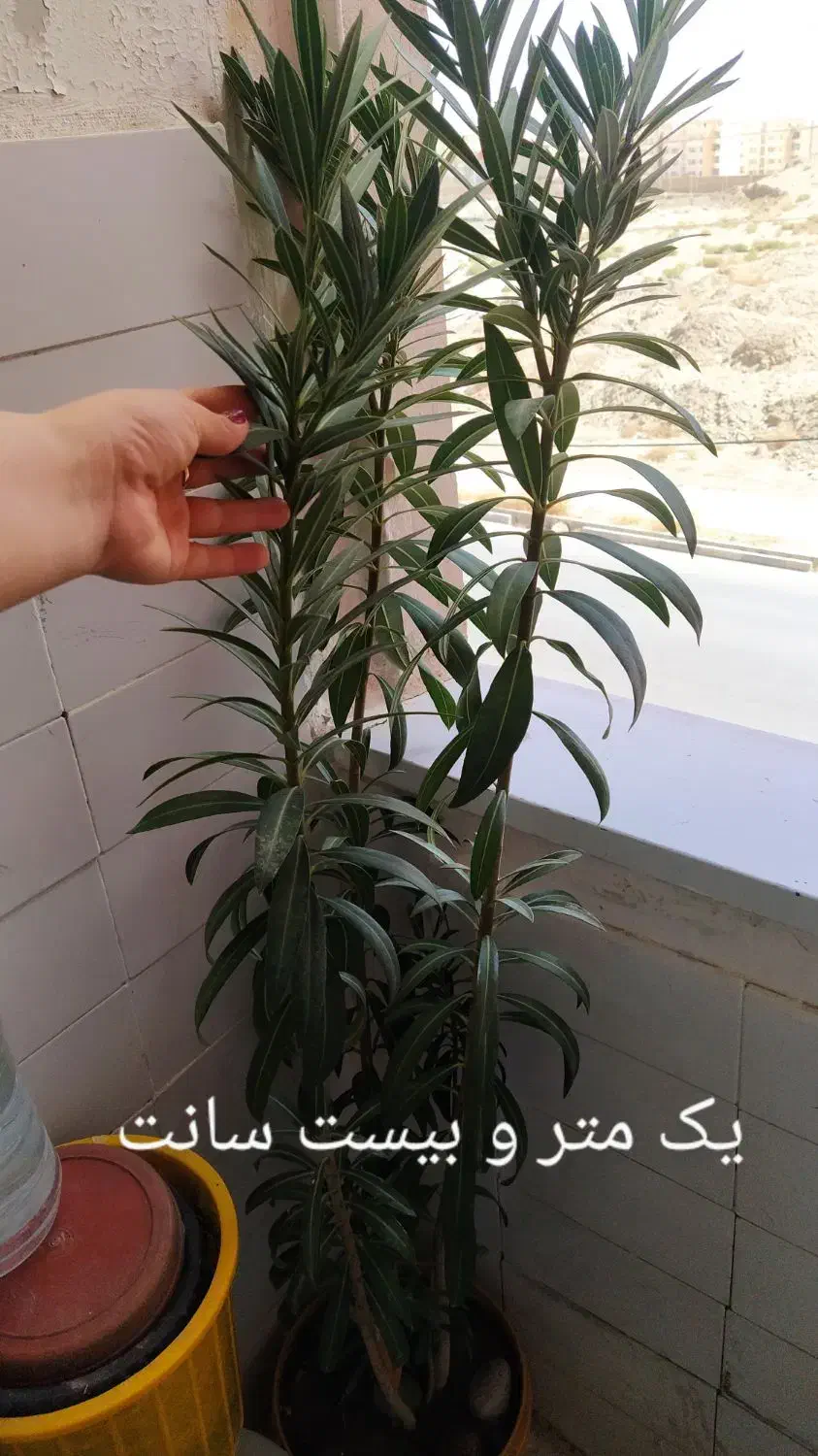 گل‌های طبیعی زیبا و بزرگ قیمت توافقی|گل و گیاه طبیعی|محمدشهر, شهرک پیام (مهرالبرز)|دیوار