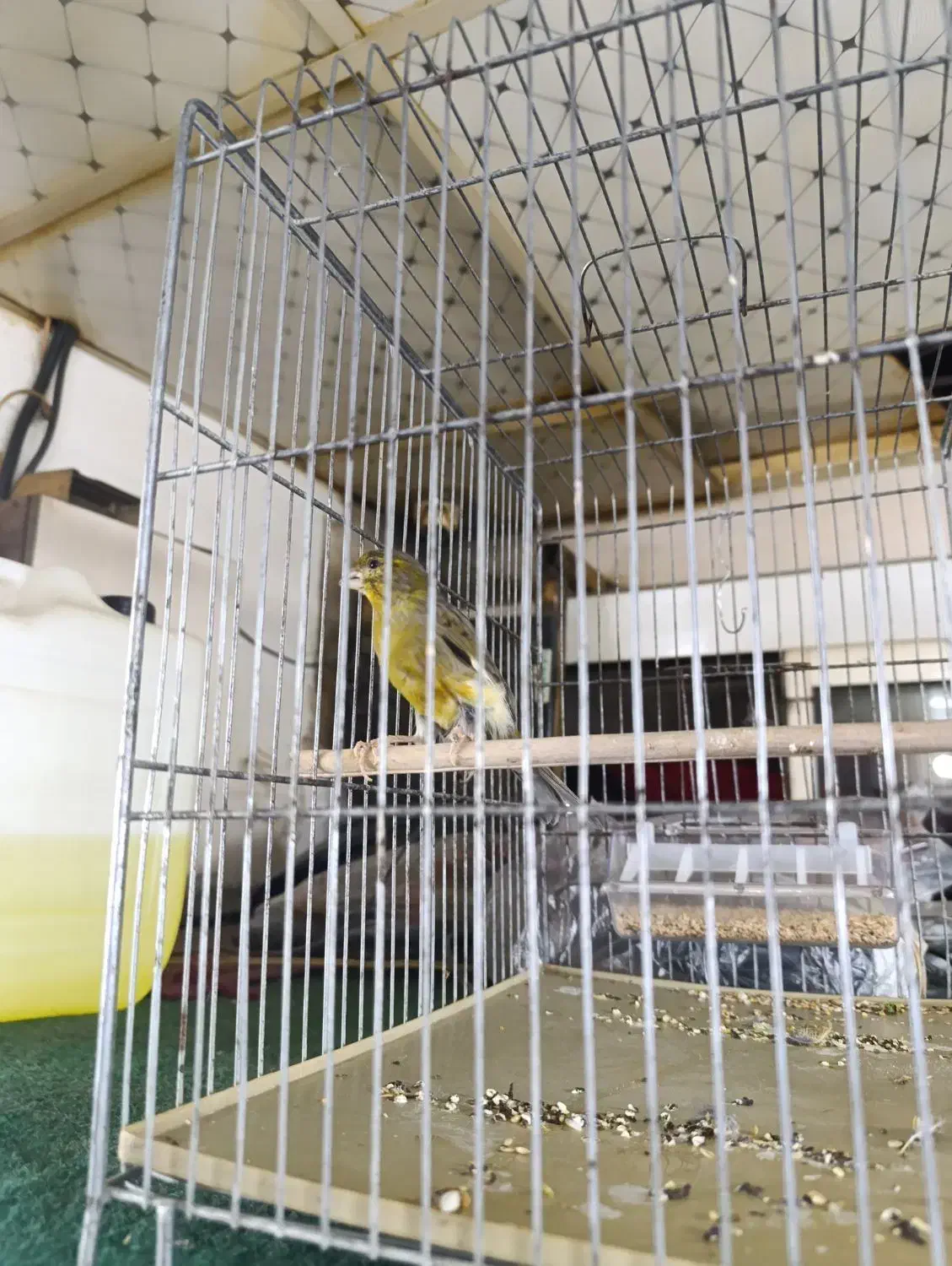 قناری ماده|پرنده|تهران, نازی‌آباد|دیوار