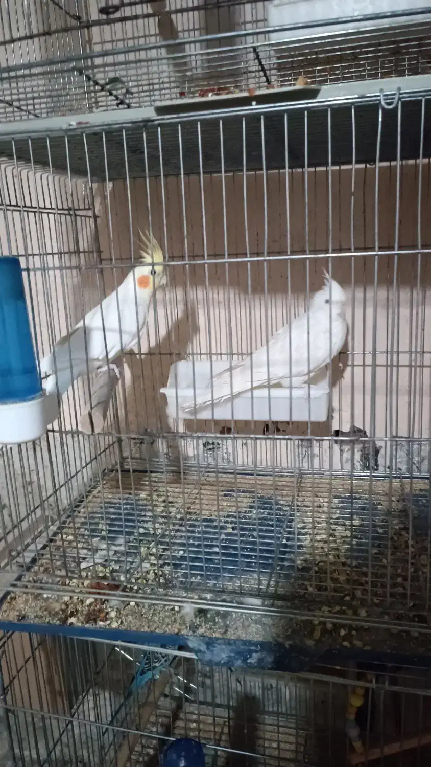 عروس هلندی|پرنده|محمدیار, |دیوار