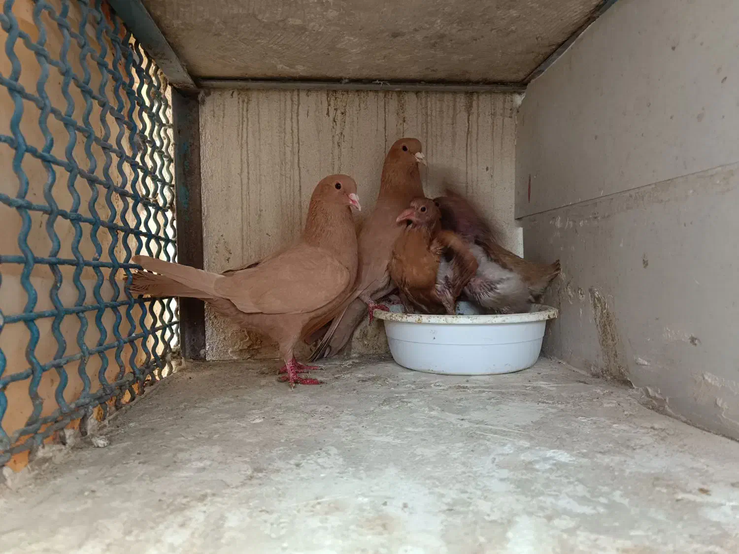 کرمانی|پرنده|مشهد, مصلی (کارمندان اول)|دیوار