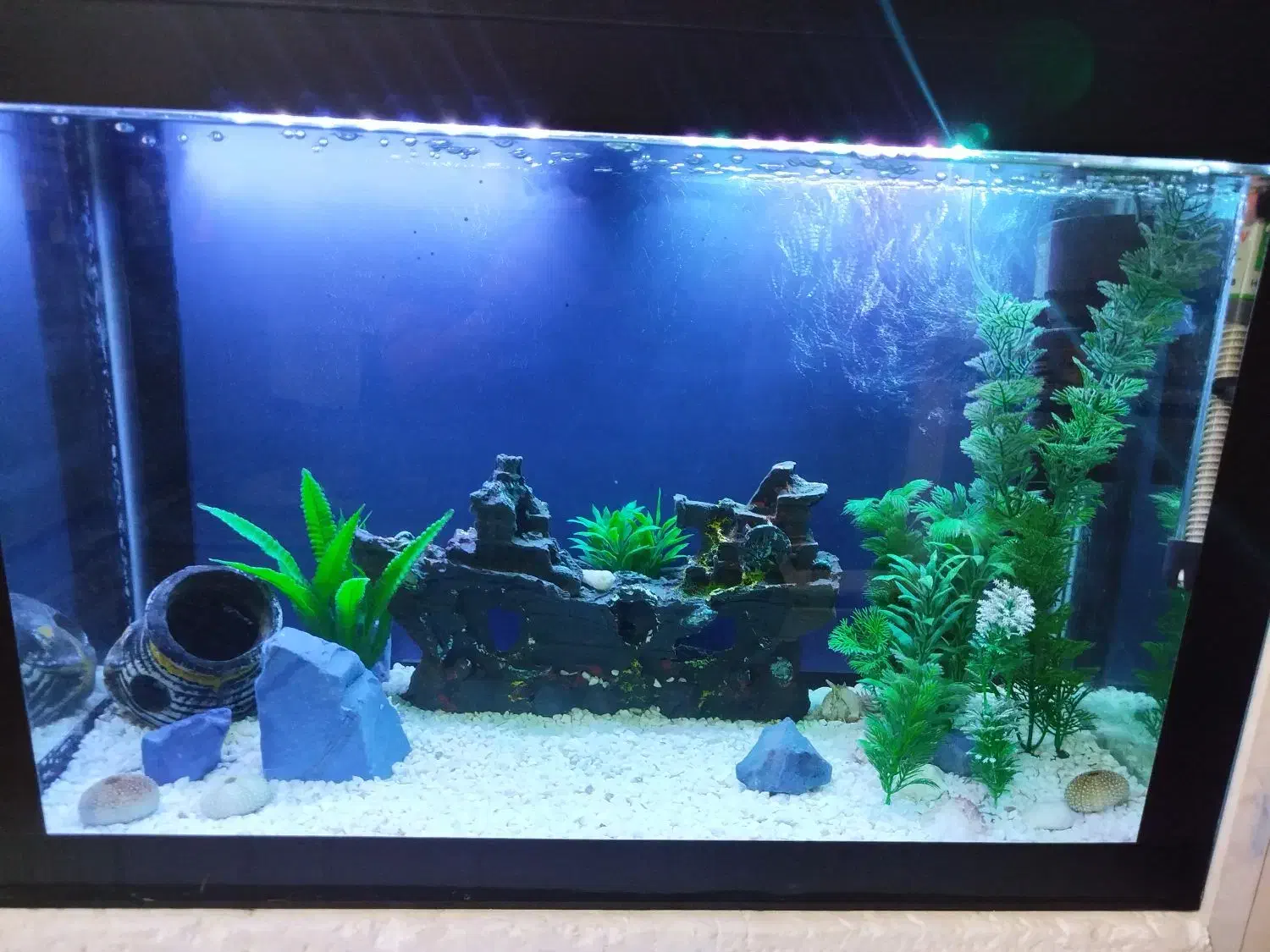 آکواریوم|ماهی|گمیشان, |دیوار