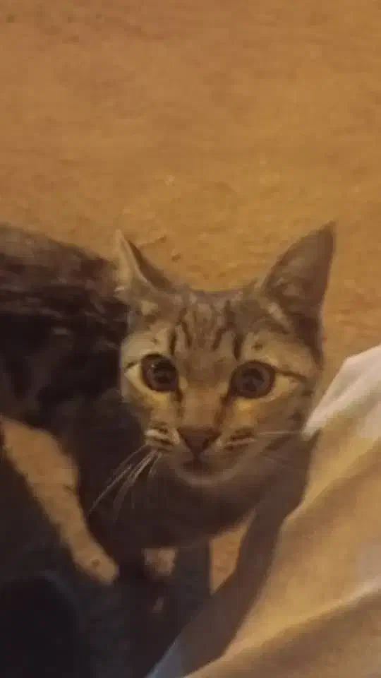 واگذار گربه|گربه|شیراز, تل حسین‌آباد|دیوار