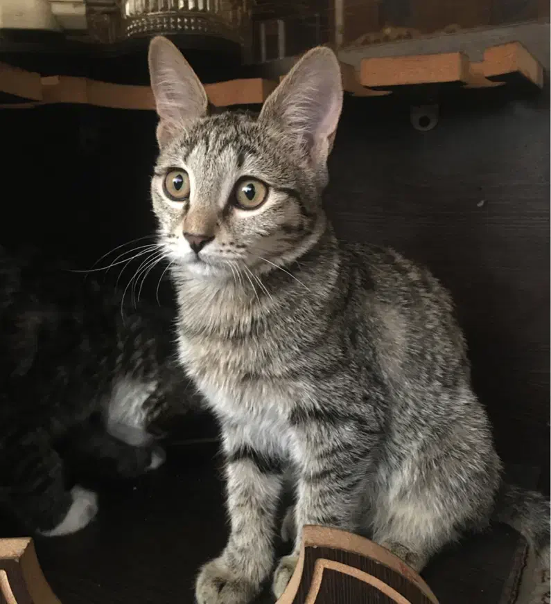 واگذاری گربه|گربه|اراک, |دیوار