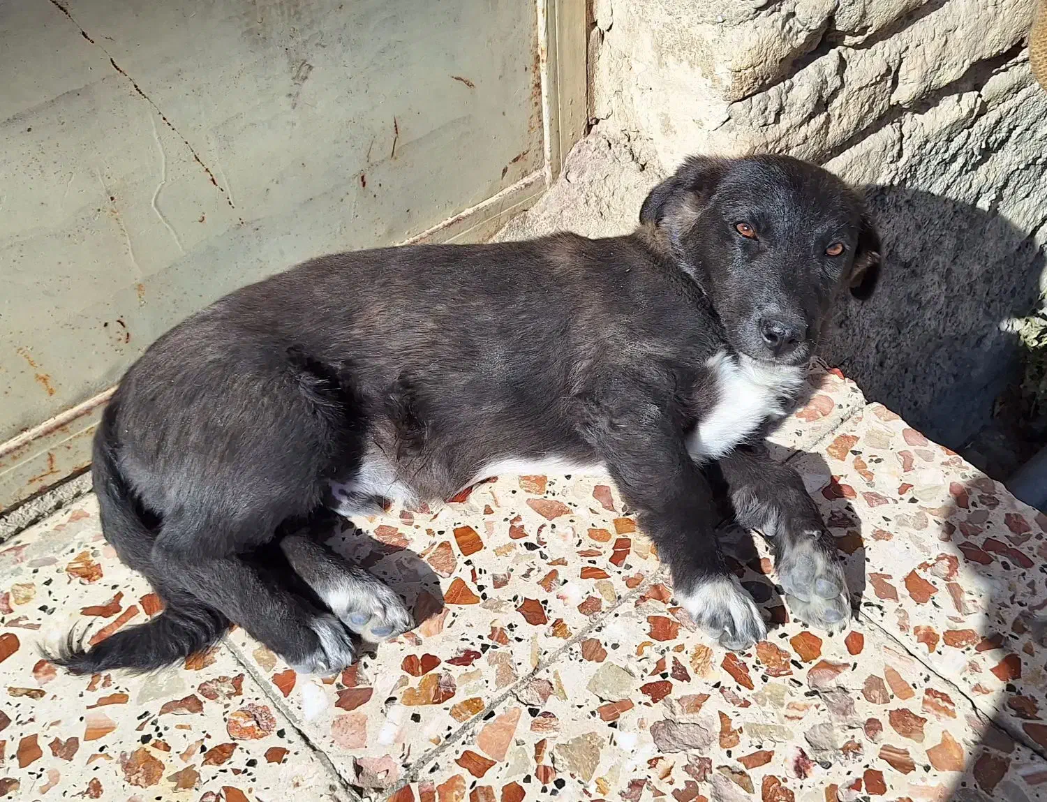 سگ توله|سگ|شیروان (خراسان), |دیوار