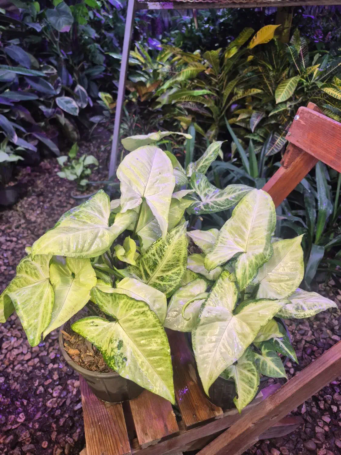 گل و گیاه سینگنیوم سبز|گل و گیاه طبیعی|اهواز, پادادشهر|دیوار