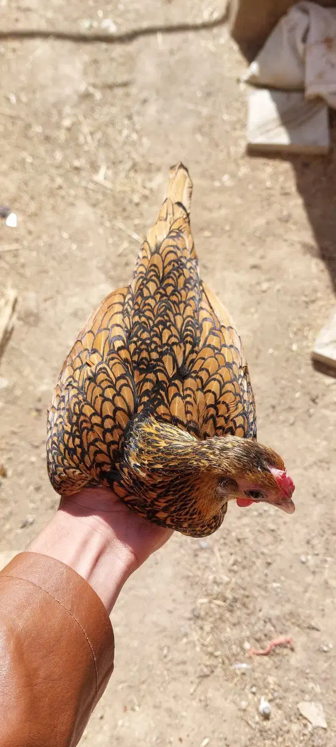 مرغ و خروس پولند و کوشین و جوجه سبرایت|حیوانات مزرعه|کاشان, پشت شهربانی|دیوار