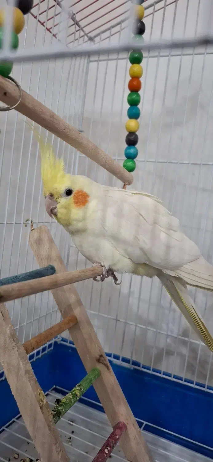 عروس هلندی نر|پرنده|پیر بکران, |دیوار