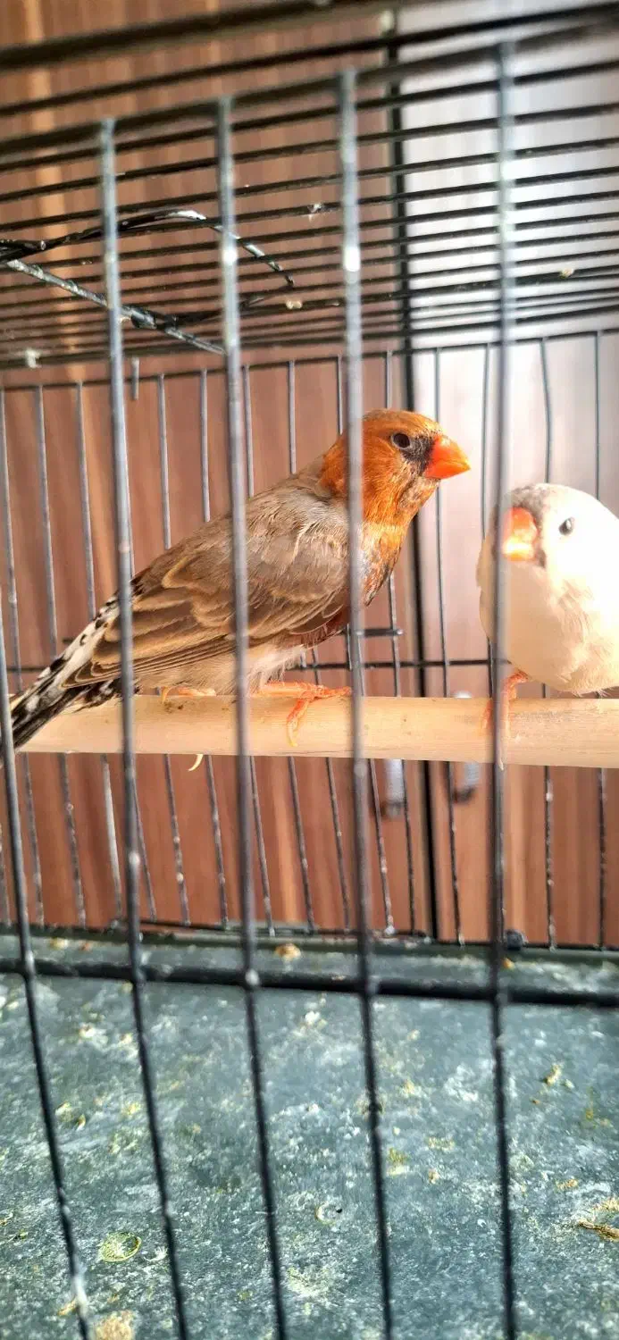 فنچ اورنج برست مولد|پرنده|تهران, سید خندان (جلفا)|دیوار