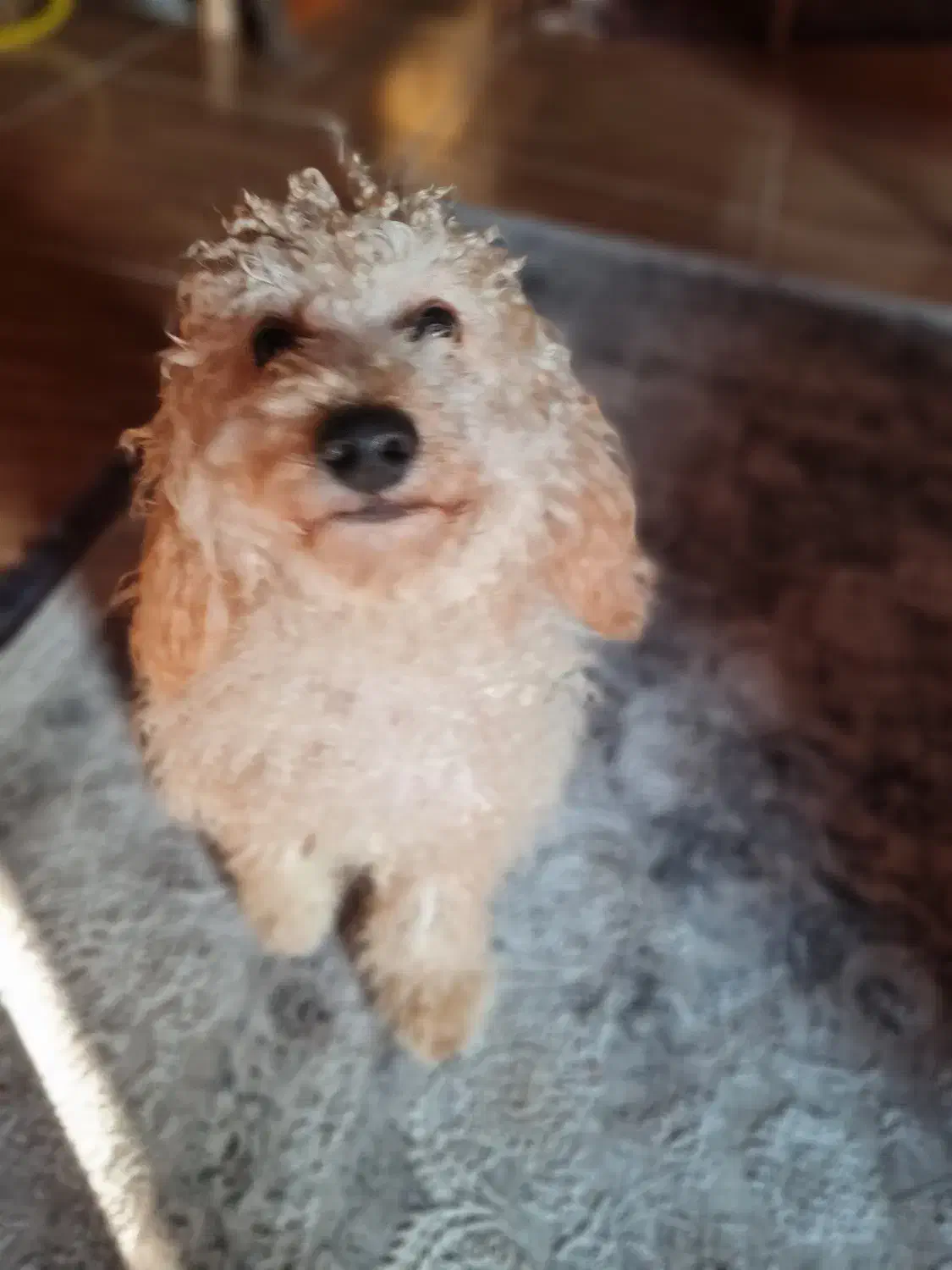 واگذاری سگ پودل|سگ|نوشهر, |دیوار