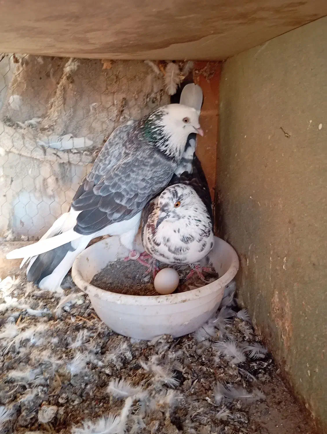 ساعت بالا نسل دار|پرنده|خان ببین, |دیوار