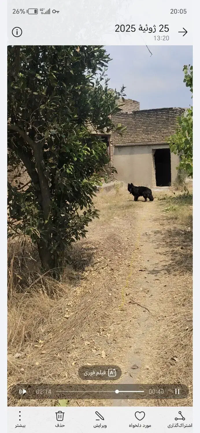 سگ ژرمن بلک ماده|سگ|بهشهر, |دیوار