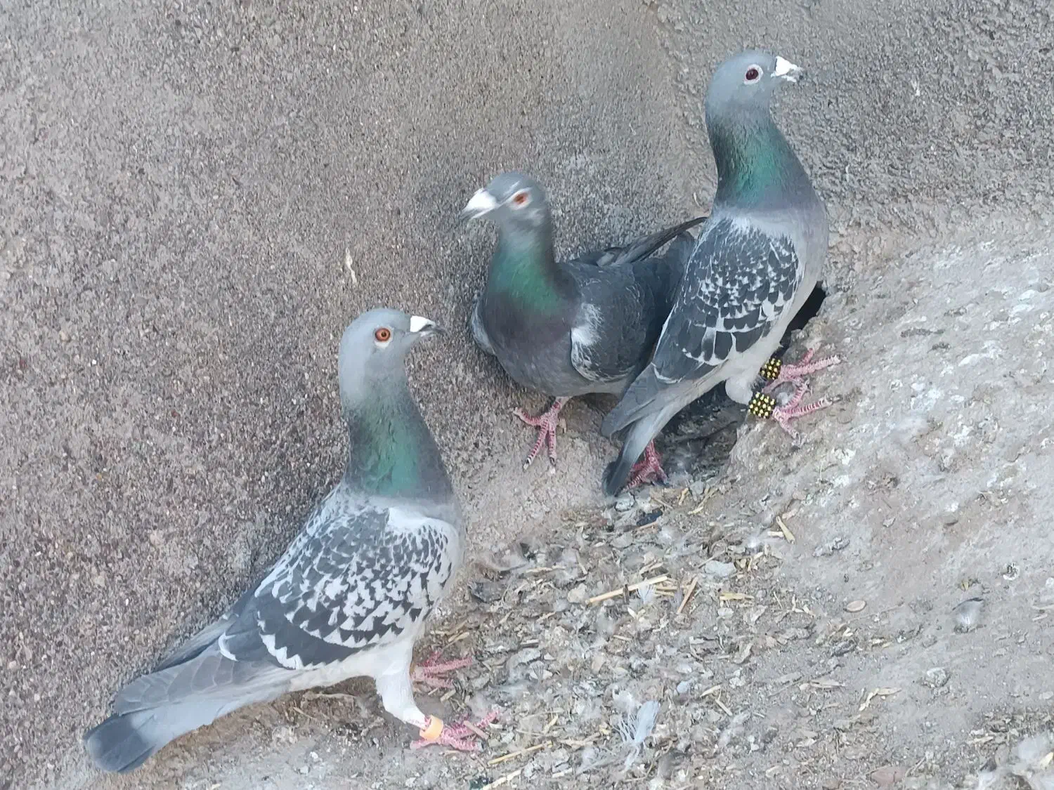 3عدد کبوتر نر|پرنده|تایباد, |دیوار