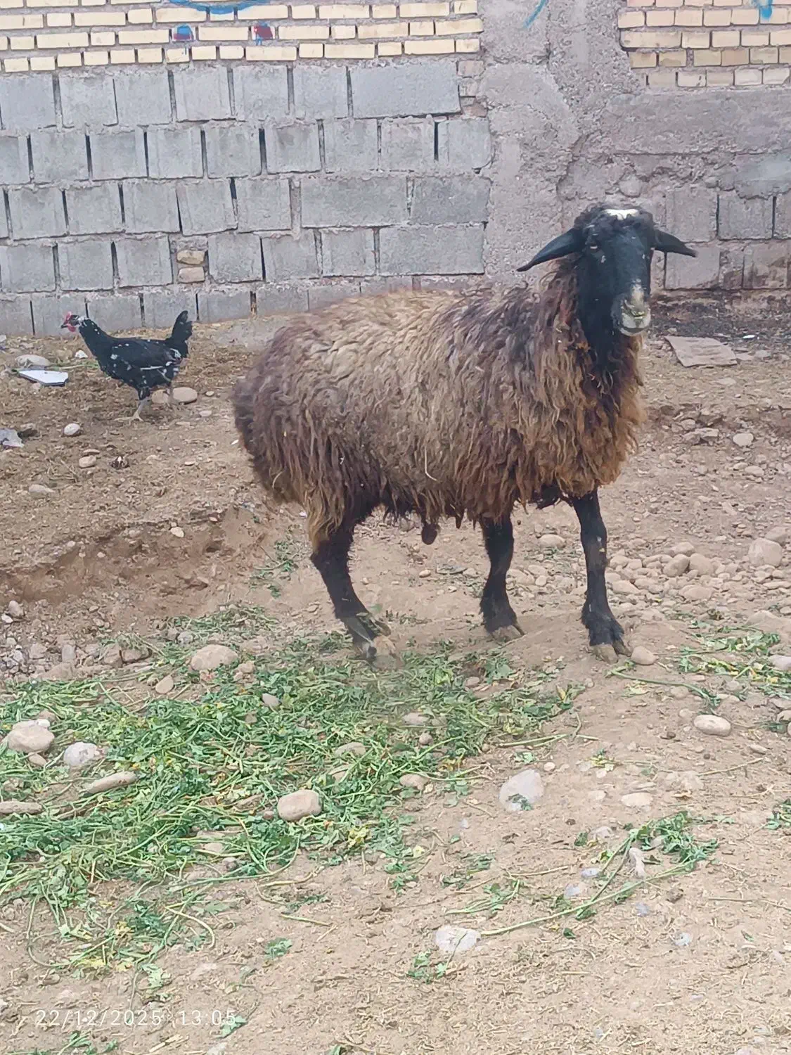 با سلام خدمت عشق بازن دامدار|حیوانات مزرعه|گتوند, |دیوار