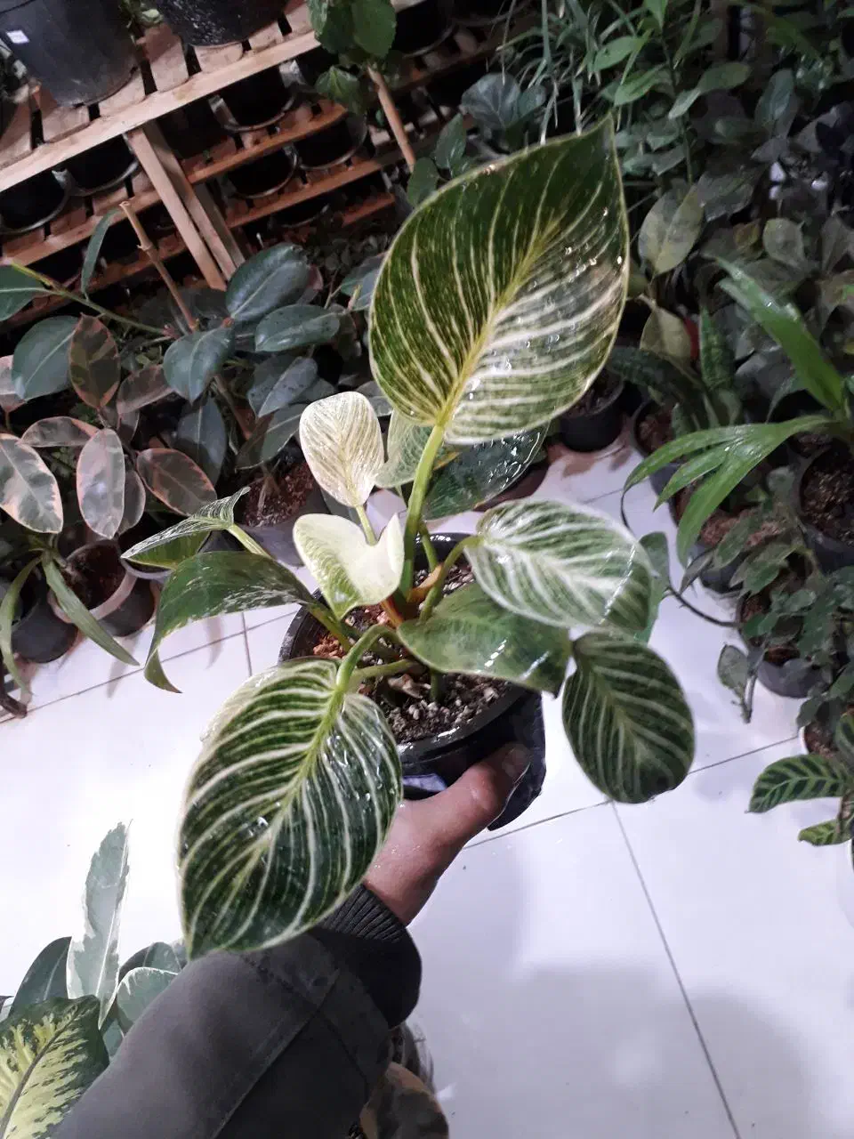 گل طبیعی...|گل و گیاه طبیعی|قوچان, |دیوار