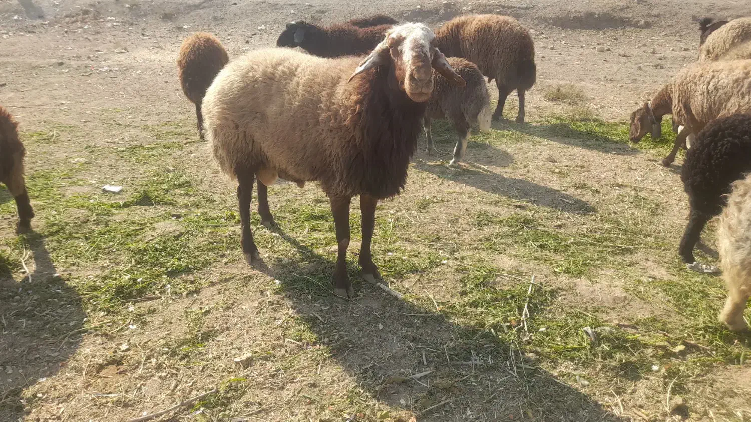 قوچ|حیوانات مزرعه|اصفهان, لیمجیر|دیوار