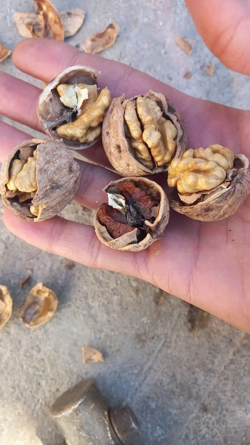 گردو تازه امسال|خوردنی و آشامیدنی|شاهین دژ, |دیوار