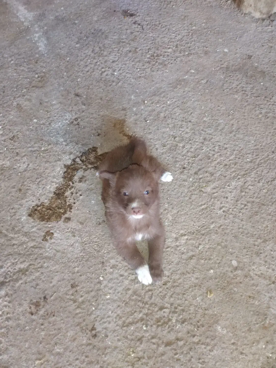 توله های ریز فیندو اصل سراب قدیم ۵ماهه|سگ|سراب, |دیوار