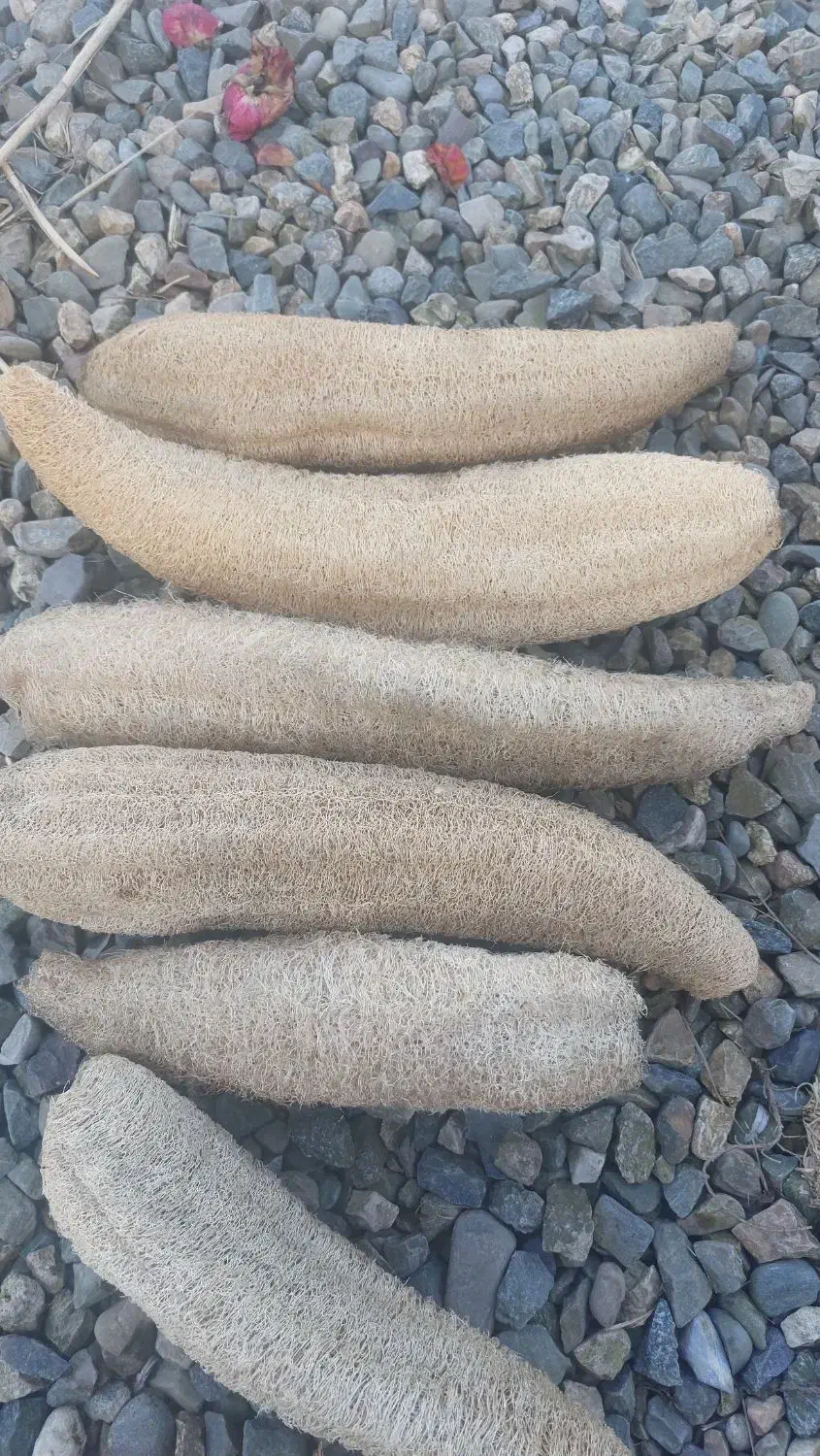 لیف گیاهی|لوازم حمام|رشت, امین الضرب|دیوار