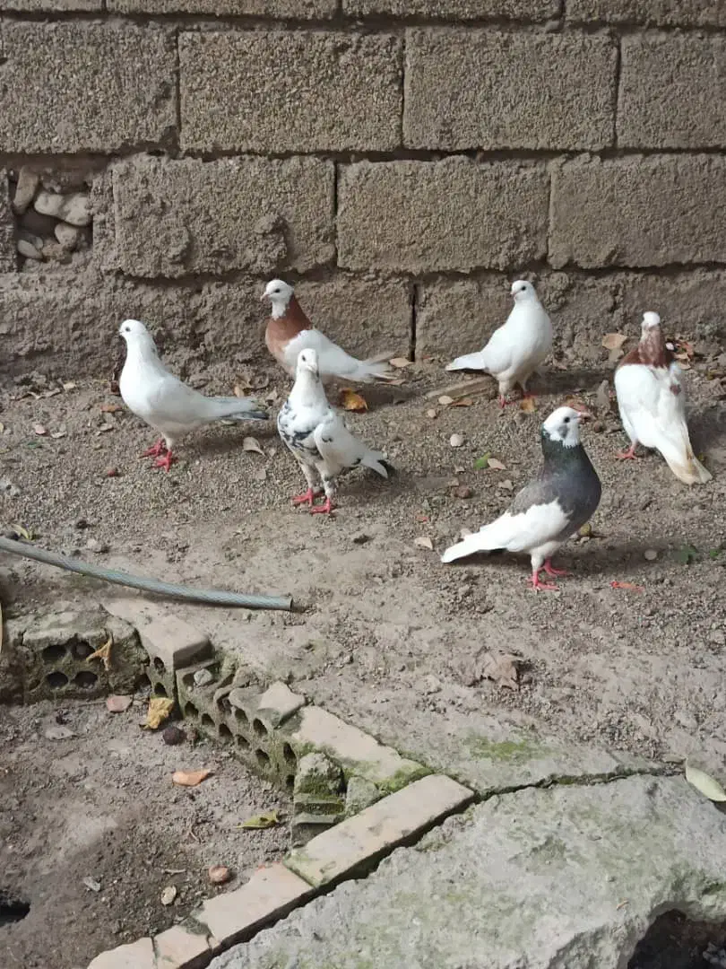 کبوتر تک پر و رنگی|پرنده|رامیان, |دیوار