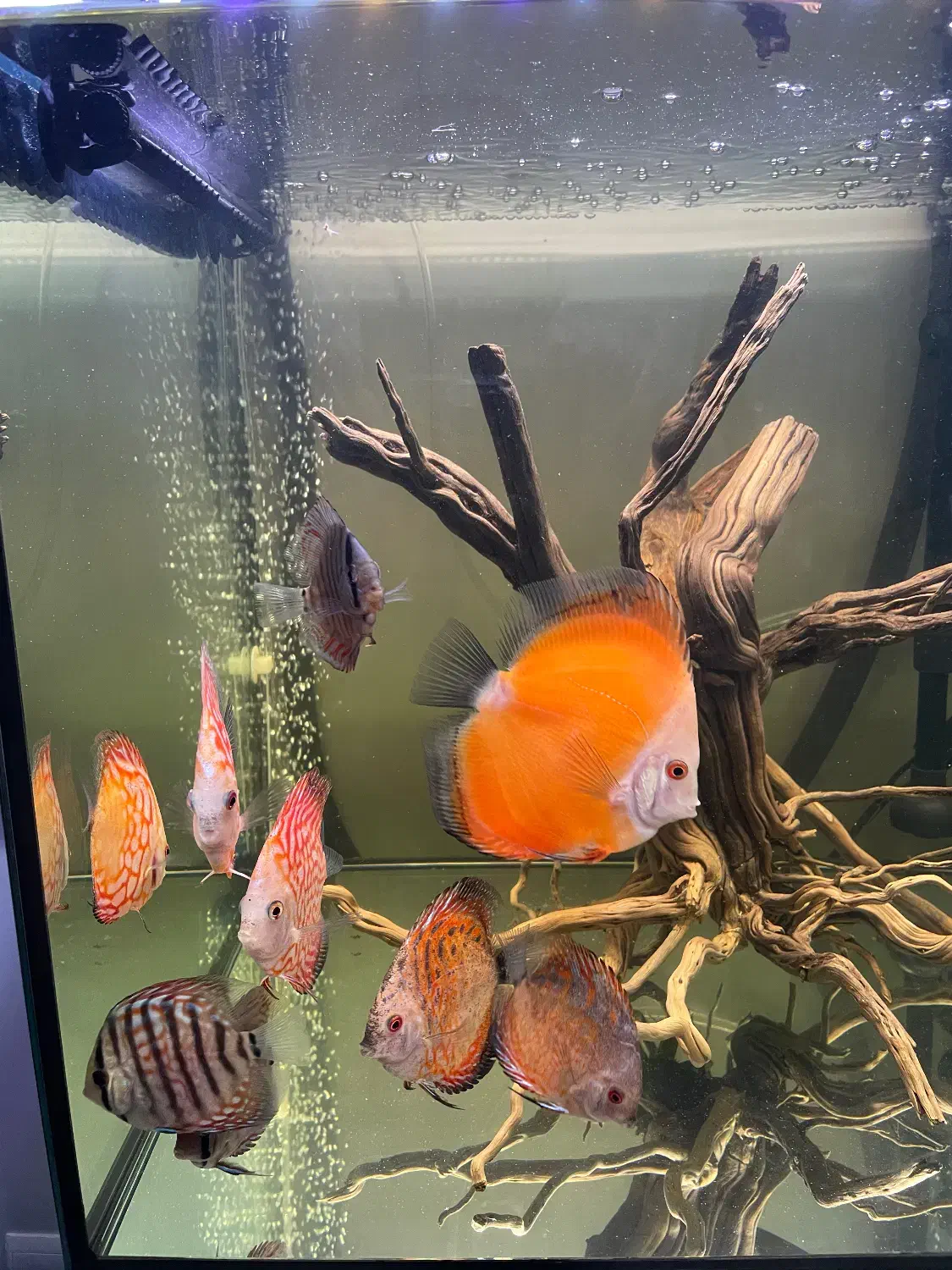 دیسکس|ماهی|تهران, یاخجی آباد|دیوار