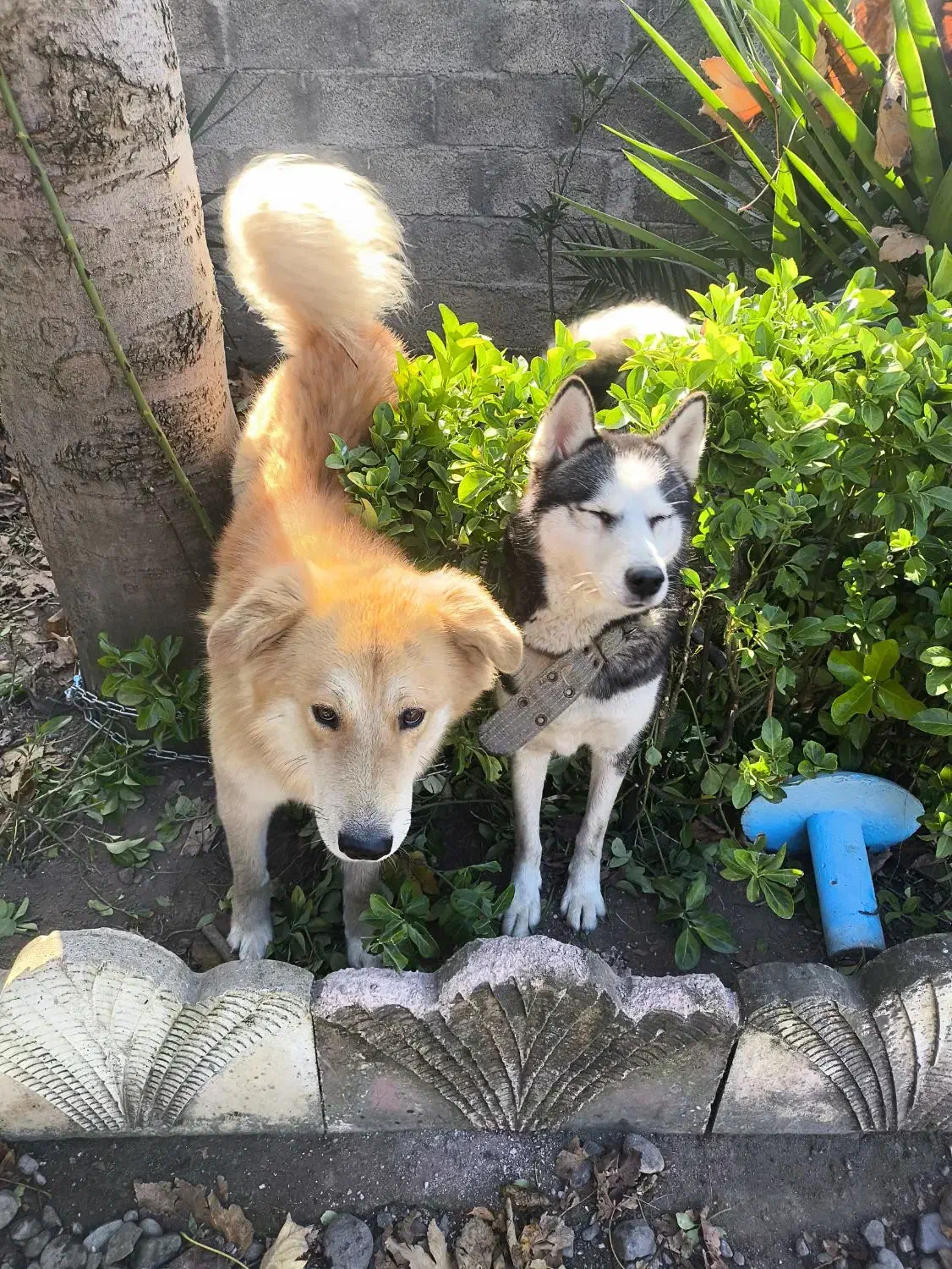 سگ گلدن نر و هاسکی ماده|سگ|ماسال, |دیوار