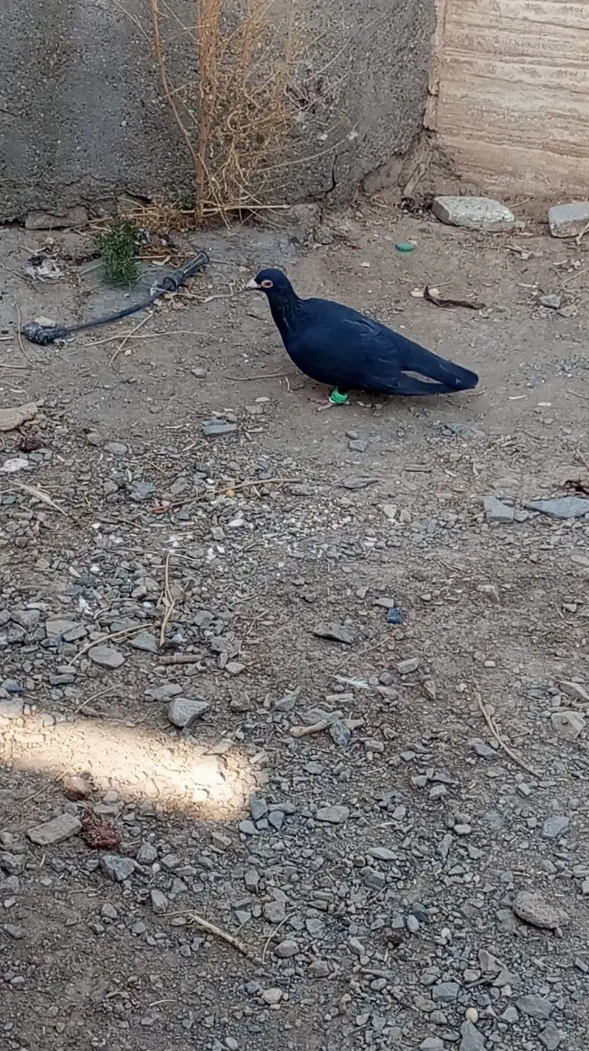 کفتر پرنده|پرنده|رشتخوار, |دیوار