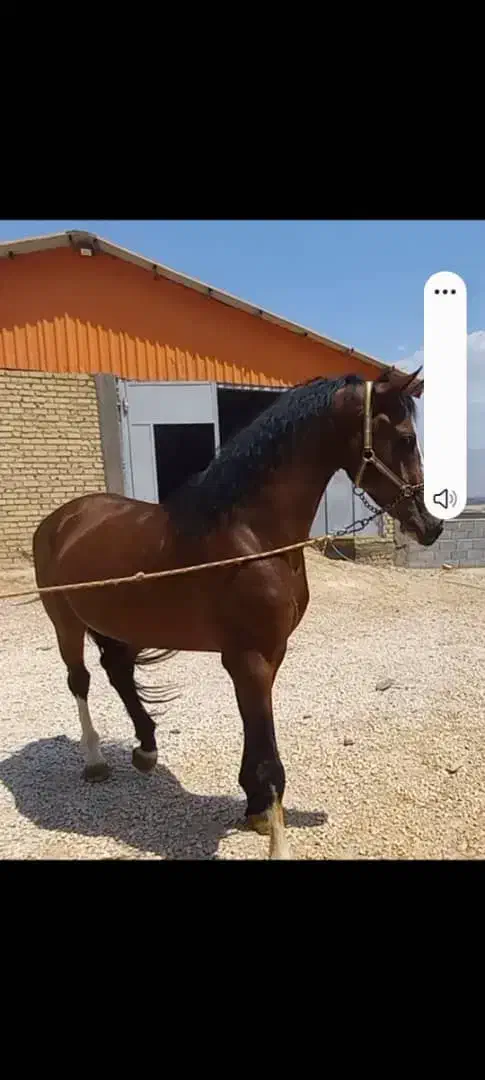 نریان|اسب و تجهیزات اسب‌سواری|شیراز, درکی|دیوار