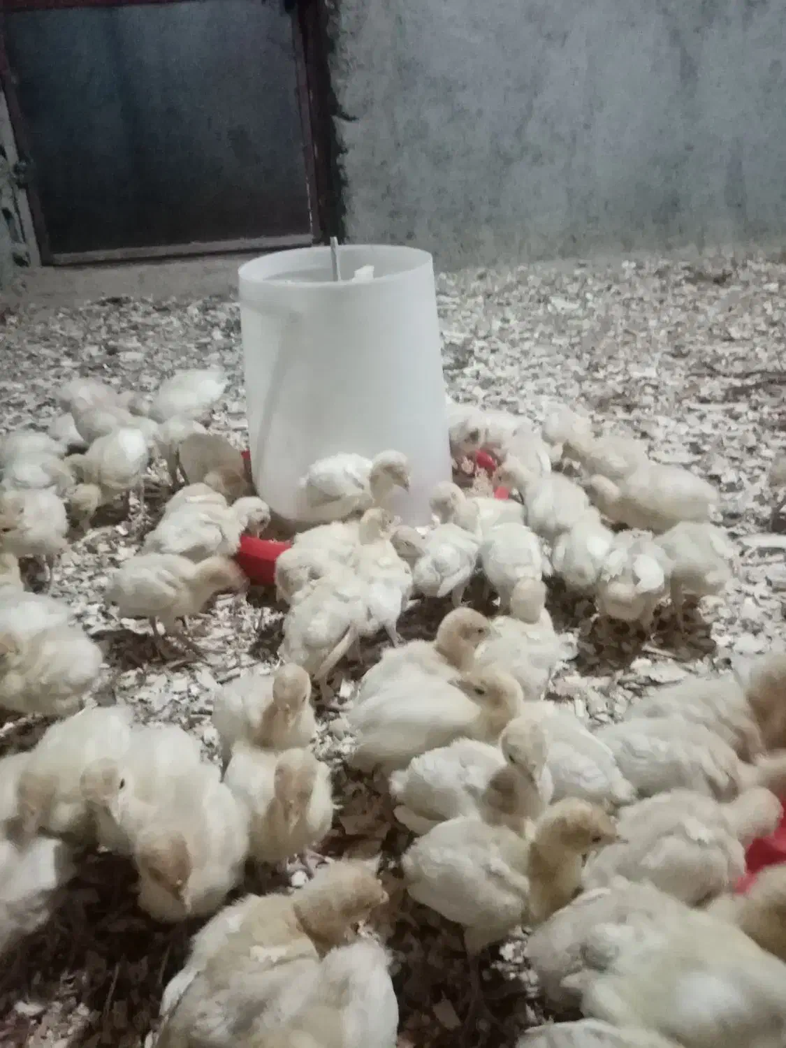 فروش جوجه بوقلمون گوشتی بیوتی6 فوق سنگین|حیوانات مزرعه|بسطام, |دیوار