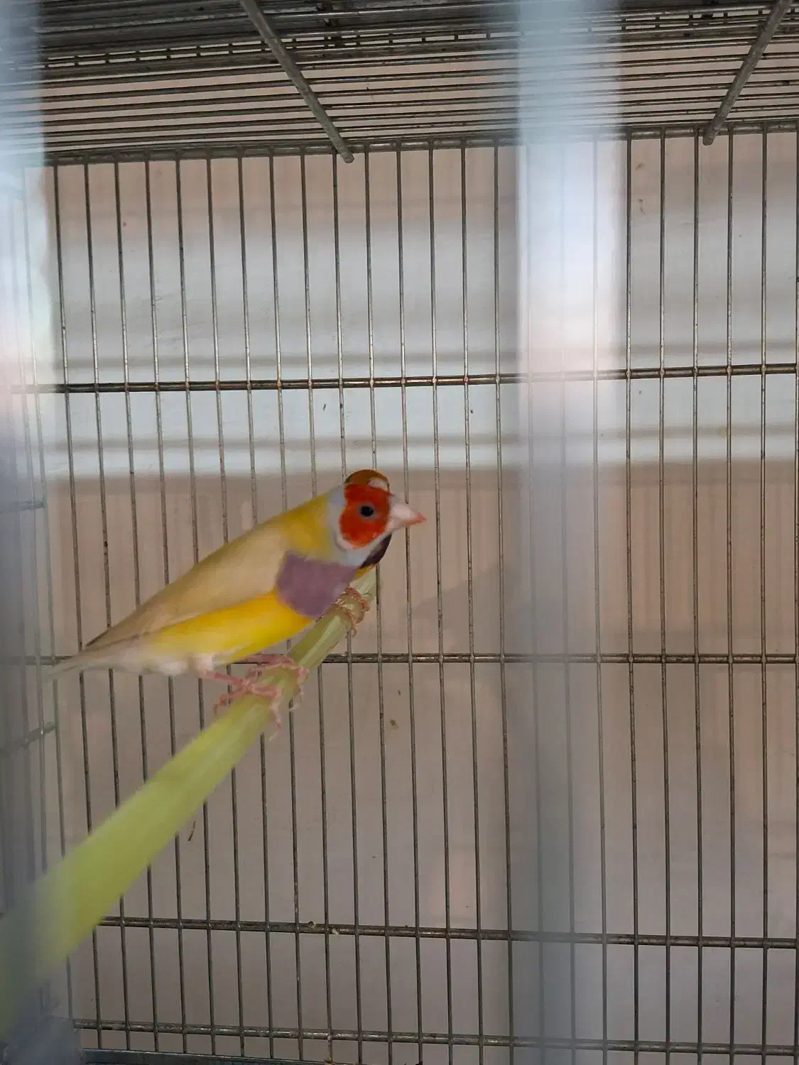 عروس هلندی/فنچ/قناری|پرنده|بهار, |دیوار