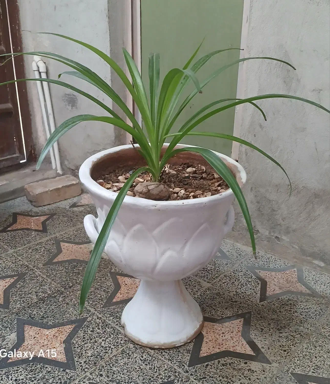 گلل طبیعی سر حال بزرگ|گل و گیاه طبیعی|ابهر, |دیوار