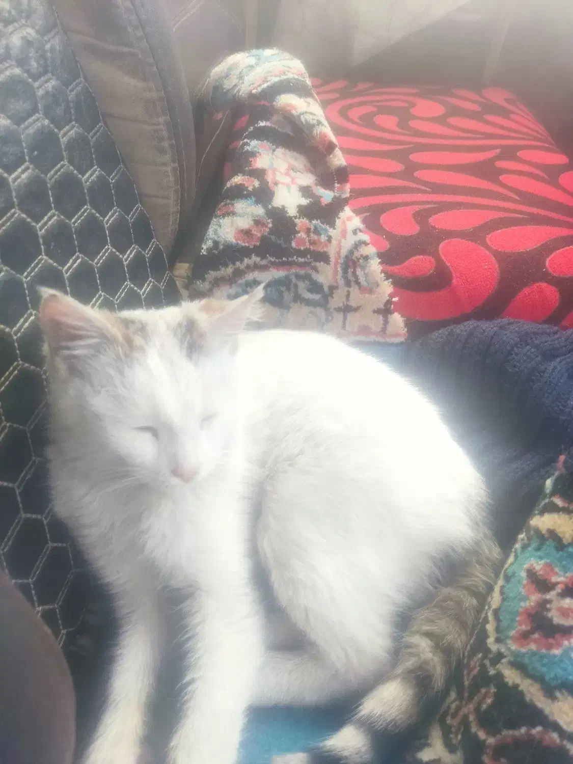 گمشده|حیوانات|یاسوج, |دیوار