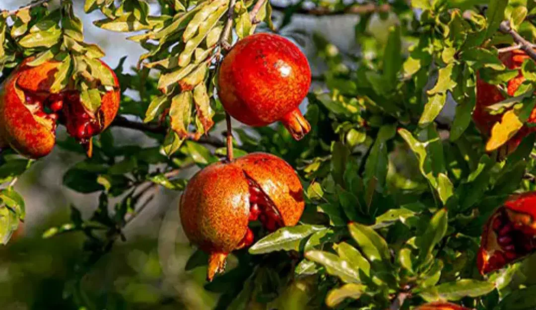 انار|خوردنی و آشامیدنی|سبزوار, ابارش|دیوار
