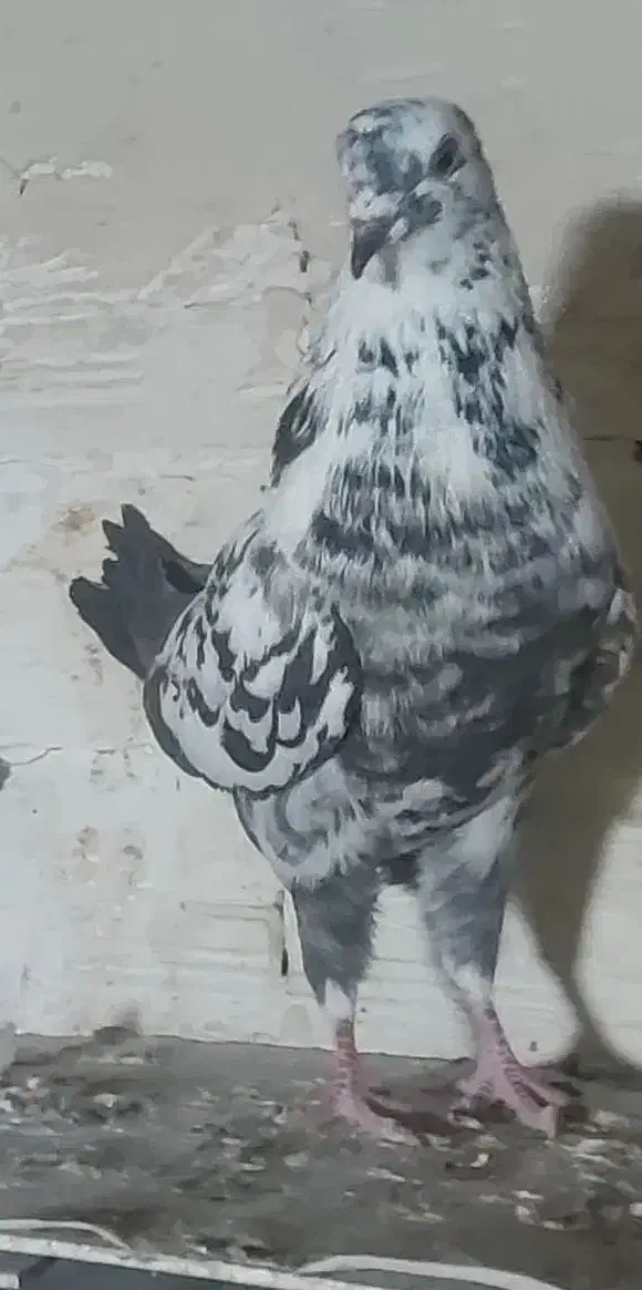 کبوتر|پرنده|تبریز, |دیوار